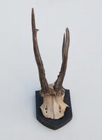 Antiek abnorm zesender REE GEWEI -1927, Verzamelen, Dierenverzamelingen, Ophalen of Verzenden, Gebruikt, Hert, Gewei of Kop