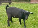 Dwerggeit bokje, Dieren en Toebehoren, Schapen, Geiten en Varkens, Mannelijk, Geit, 0 tot 2 jaar