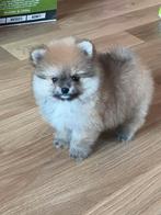 Pomeranian pups met bear face, Dieren en Toebehoren, Keeshond, 8 tot 15 weken, Parvo, Meerdere