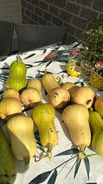 Flessem pompoen, Ophalen of Verzenden, Minder dan 100 cm