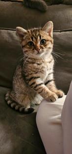 Britse Korthaar Golden Tabby kitten, Poes, Ontwormd, 0 tot 2 jaar