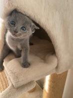 kittens russian blue - blauwe rus, Meerdere dieren, Met stamboom, 0 tot 2 jaar