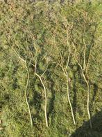 Paastakken / Krulwilg, Volle zon, Eenjarig, Bloeit niet, Ophalen