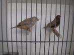 koppel bruine zebravinken, Meerdere dieren