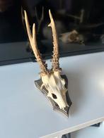 Ree gewei op schild, Verzamelen, Dierenverzamelingen, Ophalen of Verzenden, Zo goed als nieuw, Hert, Gewei of Kop