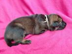 X mechelse herder pups teefjes, 8 tot 15 weken, Meerdere, Meerdere dieren, Herder