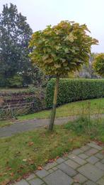 2 catalpa bomen, Tuin en Terras, Planten | Bomen, Bloeit niet, Halfschaduw, 100 tot 250 cm, Ophalen