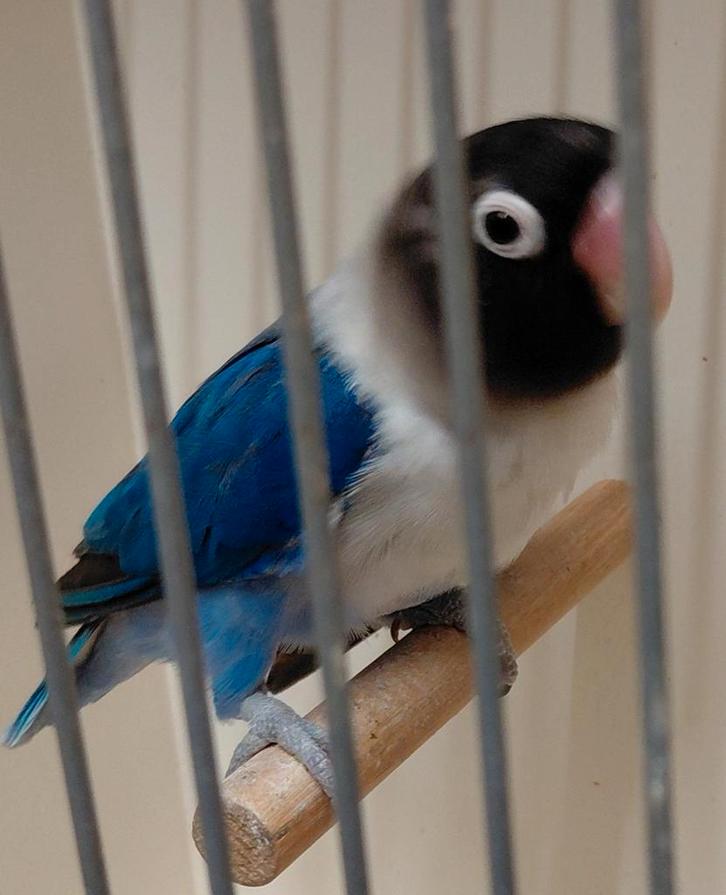 Broedrijpe Agapornis personatus pop, Dieren en Toebehoren, Vogels | Parkieten en Papegaaien, Dwergpapegaai of Agapornis, Vrouwelijk