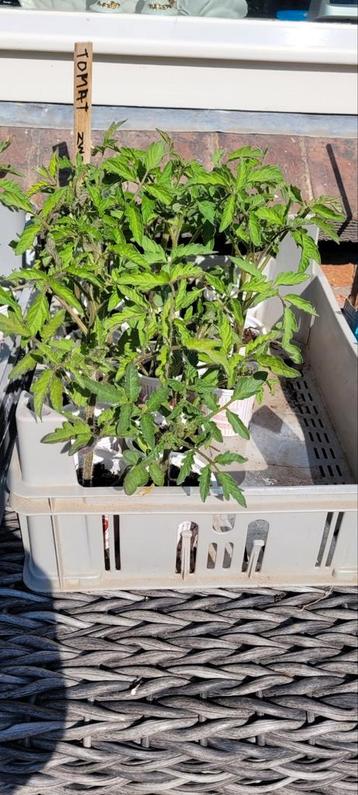 Bio vleestomaten snoeptomaatjes €1 per plant beschikbaar voor biedingen