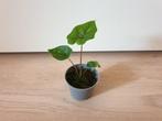 Baby alocasia jacklyn, rare kamerplantje, Overige soorten, Ophalen of Verzenden, In pot, Minder dan 100 cm