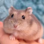 Jonge dwerghamsters handtam en kinderen gewend, Dieren en Toebehoren, Knaagdieren, Hamster, December, Meerdere dieren, Tam