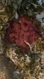 Baby goud hamsters, Dieren en Toebehoren, Hamster, Meerdere dieren, Tam, Oktober