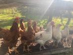 Prachtige jonge legkippen, Dieren en Toebehoren, Juli, Meerdere dieren
