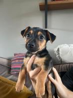 Super lieve knappe jack russel pup, Dieren en Toebehoren, Jack Russell Terriër, CDV (hondenziekte), 8 tot 15 weken, Meerdere