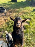 1 jaar oude mooie en enthousiaste (dek) bok dwergeit, Dieren en Toebehoren, Schapen, Geiten en Varkens, Mannelijk, Geit, 0 tot 2 jaar