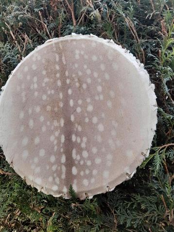 Mooie sjamanendrum van Damhert beschikbaar voor biedingen