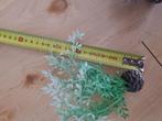 Originele biorb plant, Dieren en Toebehoren, Vissen | Aquaria en Toebehoren, Ophalen of Verzenden, Zo goed als nieuw, Plant(en), Steen of Hout