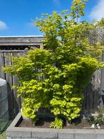 Japanse Esdoorn Acer 2x 150-200cm hoog, Tuin en Terras, Planten | Bomen, Ophalen, Overige soorten, 100 tot 250 cm