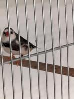 Zebravinken, Dieren en Toebehoren, Vogels | Overige Vogels, Meerdere dieren, Tropenvogel, Geringd