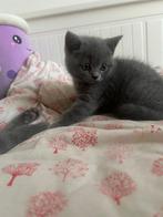 Britse korthaar kittens, Dieren en Toebehoren, Katten en Kittens | Raskatten | Korthaar, Meerdere dieren, Ontwormd