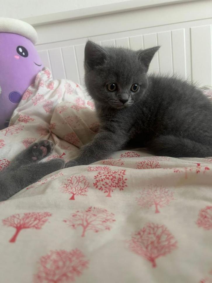 Britse korthaar kittens, Dieren en Toebehoren, Katten en Kittens | Raskatten | Korthaar, Meerdere dieren, Ontwormd