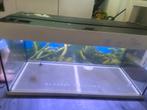 Juwel bak 1 meter 50 euro zonder pomp, Ophalen, Gebruikt, Leeg aquarium