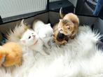 Britse korthaar kitten (katertje), Dieren en Toebehoren, Ontwormd, 0 tot 2 jaar, Kater