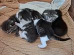 Jonge poesjes, Dieren en Toebehoren, Katten en Kittens | Overige Katten, Poes