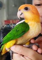 Tam Caique, Papegaai, Meerdere dieren, Pratend