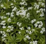 Bodembedekker lieve vrouwe bedstro., Tuin en Terras, Planten | Tuinplanten, Ophalen, Bodembedekkers, Halfschaduw