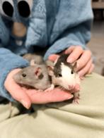 Ratten/Rats, Dieren en Toebehoren, November, Meerdere dieren
