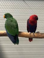 1-1 split x split Edelpapegaaien, Dieren en Toebehoren, Mannelijk, Parkiet, Geringd