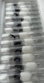 Messor barbarus queens / mieren ant kolonie koningin, Ophalen of Verzenden, Zo goed als nieuw, Handen en Nagels