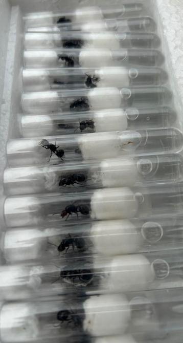 Messor barbarus queens / mieren ant kolonie koningin beschikbaar voor biedingen