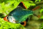 Sumatraan groen bij Koidreams in Valburg, Dieren en Toebehoren, Vissen | Aquariumvissen, Vis, Zoetwatervis