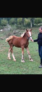 Clydesdale x Haflinger merrie, Merrie, Minder dan 160 cm, 0 tot 2 jaar