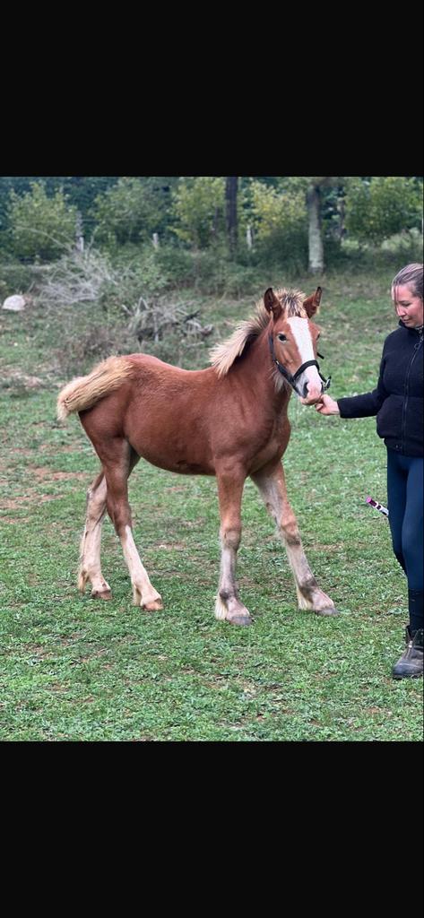 Clydesdale x Haflinger merrie, Dieren en Toebehoren, Paarden, Merrie, Minder dan 160 cm, 0 tot 2 jaar