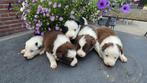 Mooie lieve border collies geboren, Dieren en Toebehoren, Honden | Herdershonden en Veedrijvers, CDV (hondenziekte), 8 tot 15 weken