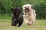 Dekreu toy poodle, Reu, 1 tot 2 jaar, Eén hond, Rabiës (hondsdolheid)