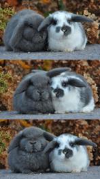 Koppel kleine baby konijntjes., Dieren en Toebehoren, Konijnen, Vrouwelijk, Dwerg, Hangoor, 0 tot 2 jaar