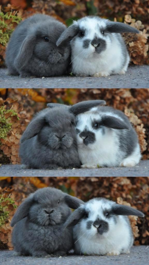 Koppel kleine baby konijntjes., Dieren en Toebehoren, Konijnen, Dwerg, Vrouwelijk, 0 tot 2 jaar, Hangoor