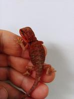 Pogona Vitticeps, Baardagaam -- RED MONSTER bloodline, Dieren en Toebehoren, Reptielen en Amfibieën, Hagedis