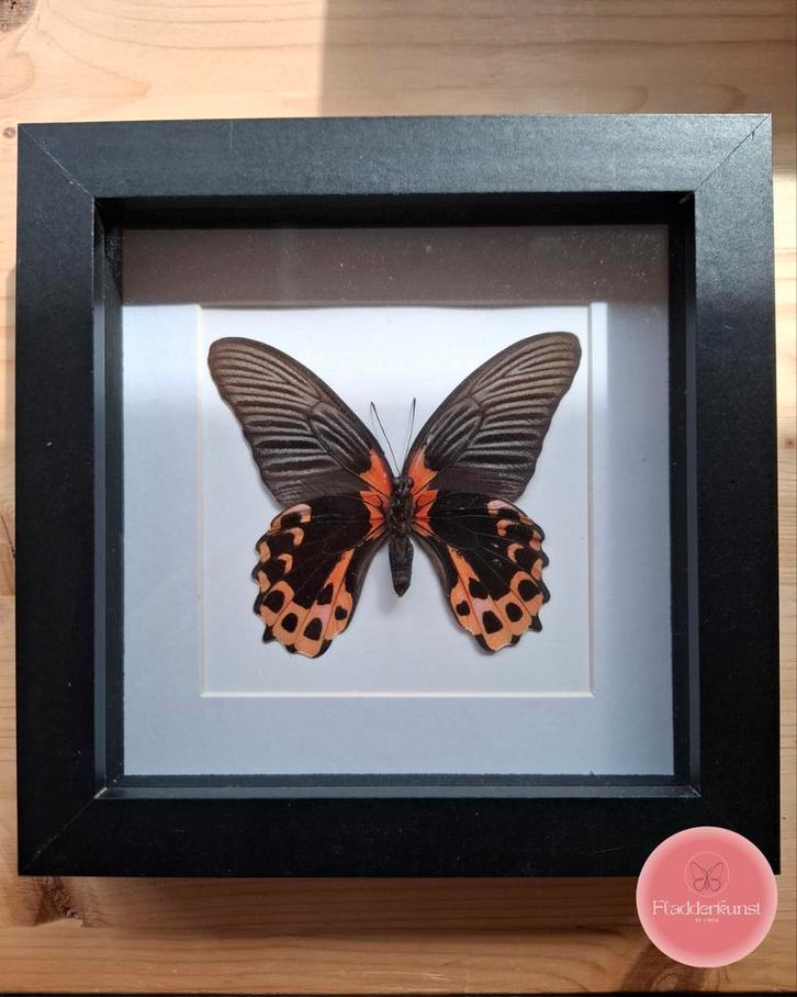 Papilio rumanzovia vlinder in zwarte lijst, Verzamelen, Dierenverzamelingen, Zo goed als nieuw, Opgezet dier, Insect, Ophalen of Verzenden