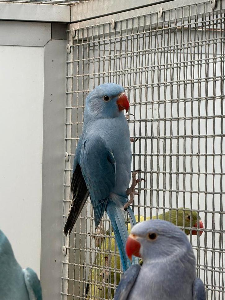 Jonge halsbandparkieten / halsband parkiet voor tam te maken, Dieren en Toebehoren, Vogels | Parkieten en Papegaaien, Parkiet