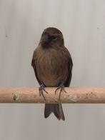 Kleine barmsijsen, Dieren en Toebehoren, Vogels | Overige Vogels, Meerdere dieren, Wildzangvogel, Geringd