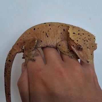 Dalmatian wimpergekko/crested gecko vrouw(evt met terrarium) beschikbaar voor biedingen