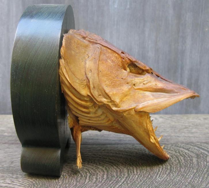 SNOEK GEMUMMIFICEERD OP LUXE SCHILD, Verzamelen, Dierenverzamelingen, Opgezet dier, Ophalen of Verzenden