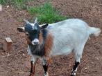 Dwergbok, Dieren en Toebehoren, Mannelijk, Geit, 0 tot 2 jaar