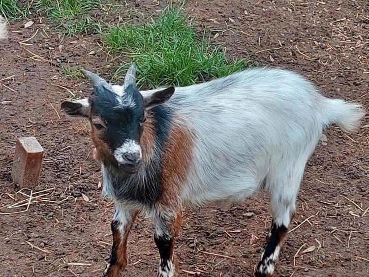 Dwergbok, Dieren en Toebehoren, Schapen, Geiten en Varkens, Geit, Mannelijk, 0 tot 2 jaar