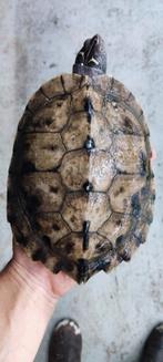 Groot assortiment schildpadden, waterschildpadden, Dieren en Toebehoren